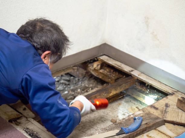 Best Post-Flood Mold Remediation in St Michaels, MD