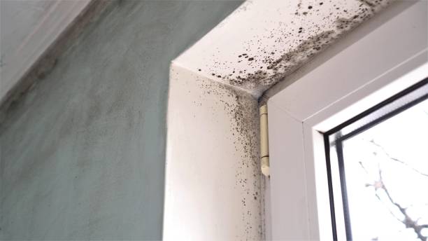 Best Bathroom Mold Remediation in St Michaels, MD