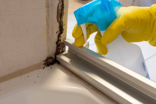 Best White Mold Remediation in St Michaels, MD