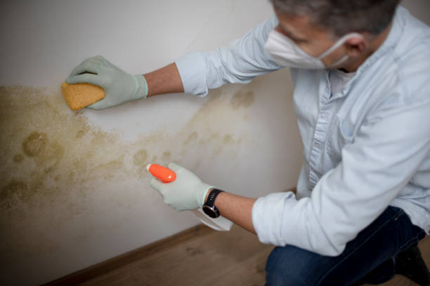 Best Residential Mold Remediation in St Michaels, MD