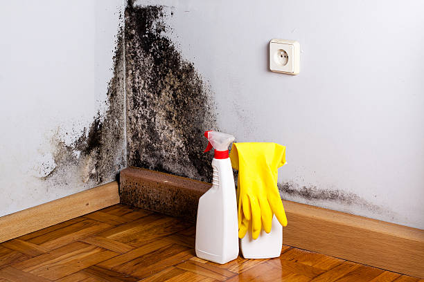 Best Commercial Mold Remediation in St Michaels, MD